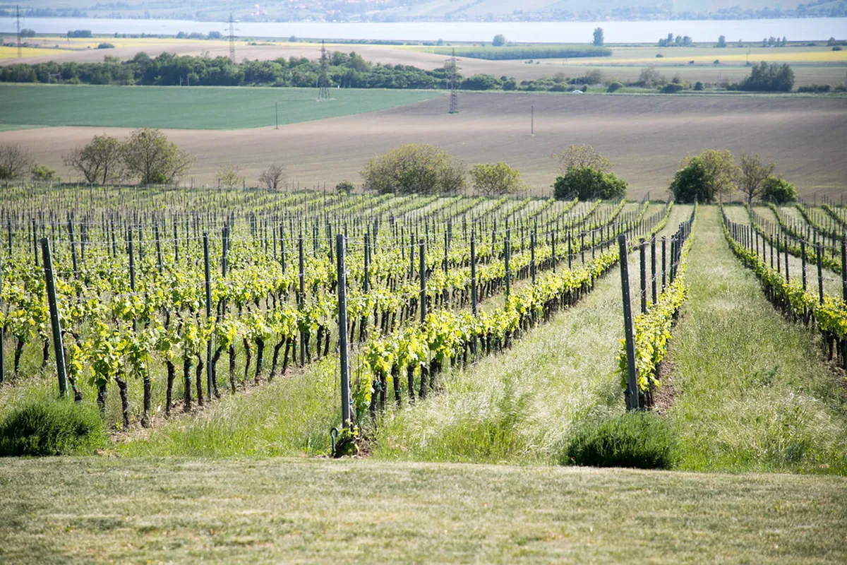 Mikulov Wine Region Day Trip: The Best Itinerary from Brno