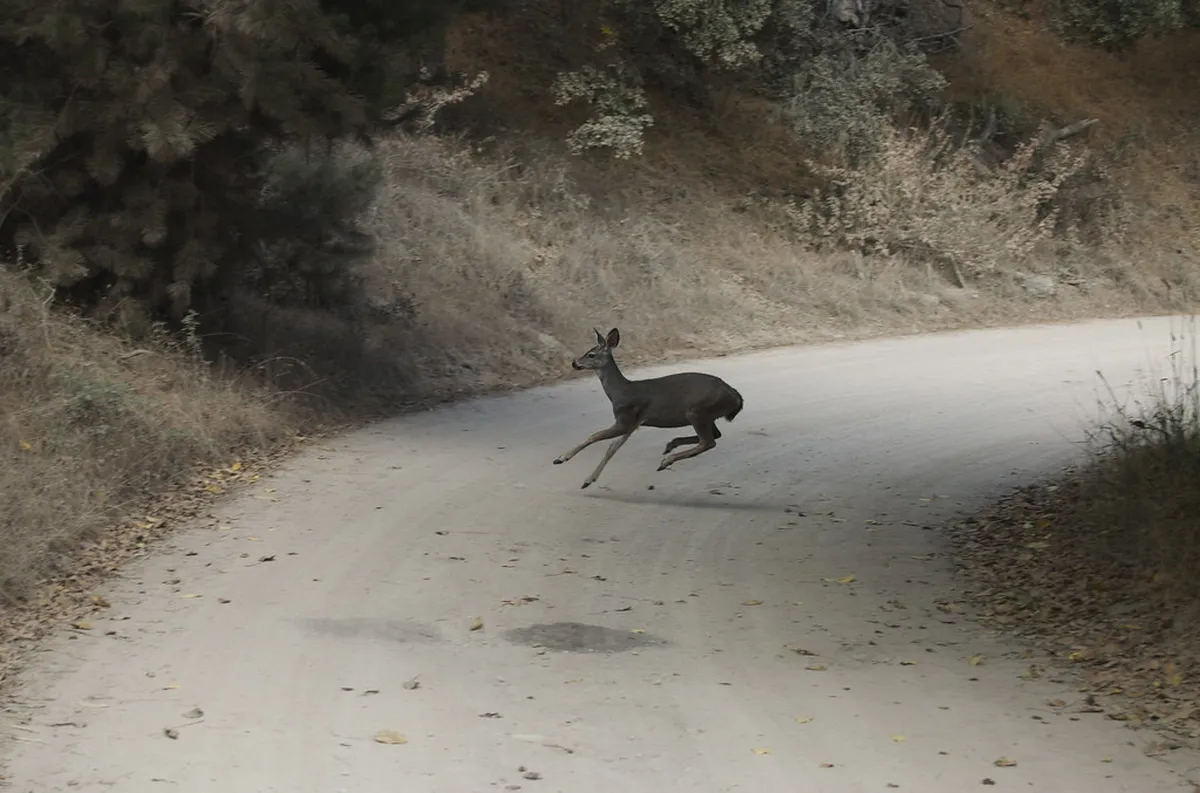 Hiking to Deer Leap Lookout Point: A 2026 Travel Guide
