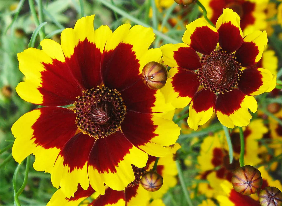 How to Get to Krkavec Tower from Plzeň Center