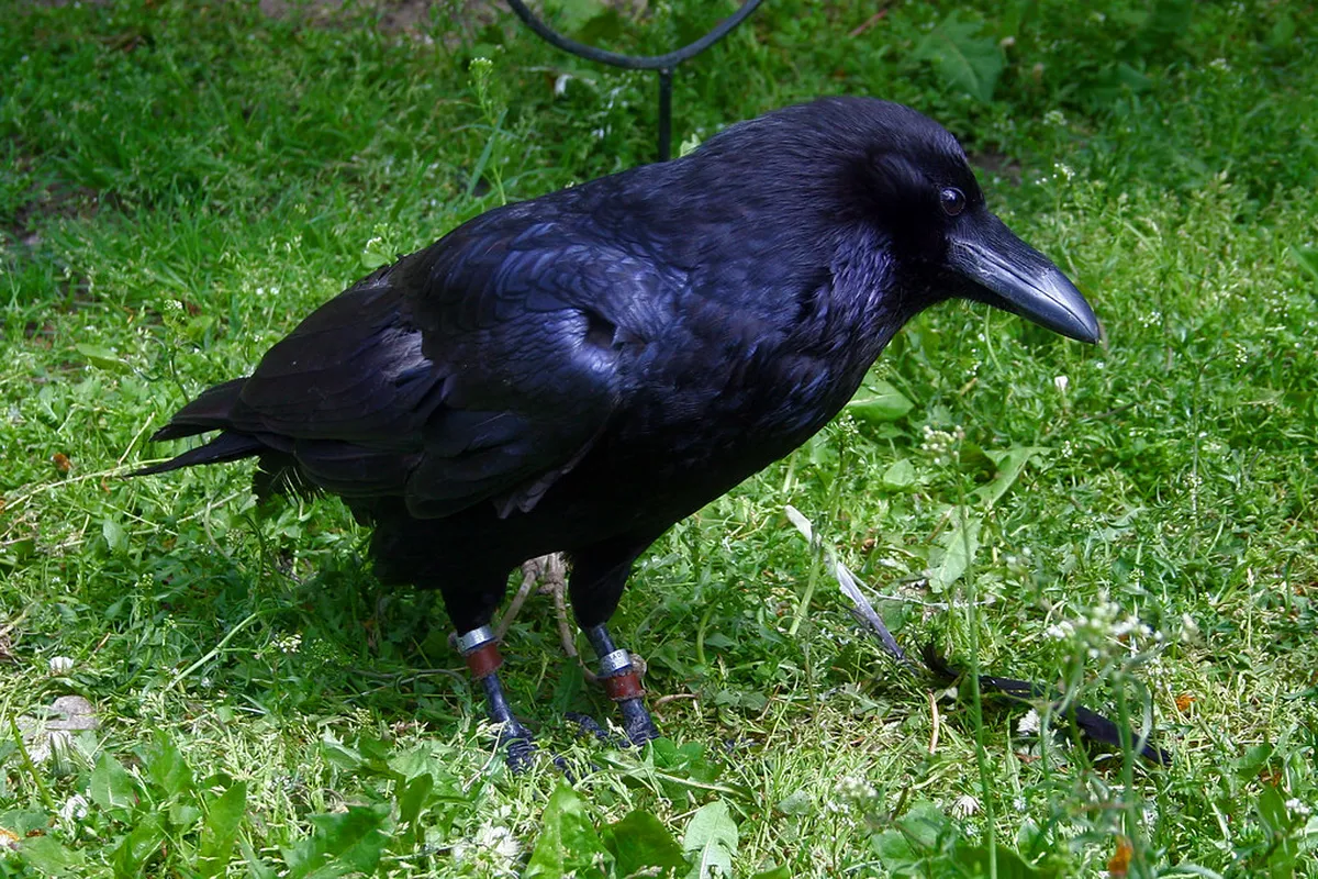 Krkavec Observation Tower Hike: A Complete 2026 Guide