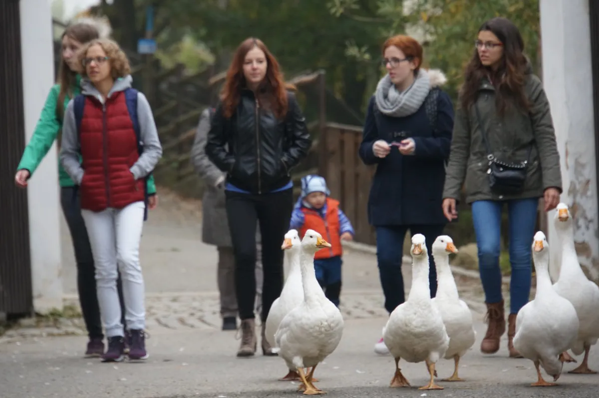 Plzeň Zoo and DinoPark Guide: 10 Best Things to See